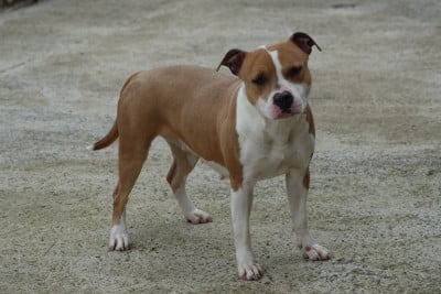 https://chiens-de-france.com/photo/chiens/2025_02/tn200/TN200_2026040311543969cf8e5f7380c.jpg