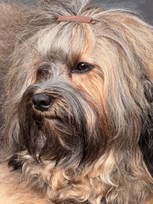 https://chiens-de-france.com/photo/chiens/2025_02/tn200/TN200_2026041316160169dcfaa1dadcf.jpg