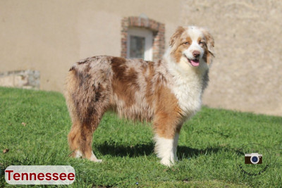 https://chiens-de-france.com/photo/chiens/2025_02/tn200/TN200_2026041317085969dd070bf278c.jpg