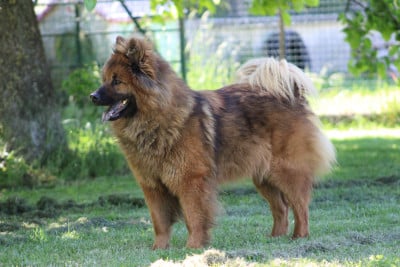 https://chiens-de-france.com/photo/chiens/2025_02/tn200/TN200_202605241327576a12e0bd1fdd1.jpg