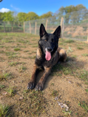 https://chiens-de-france.com/photo/chiens/2025_02/tn200/TN200_202606240808476a3b746f39bda.jpg