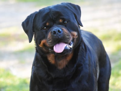 https://chiens-de-france.com/photo/chiens/2025_02/tn200/TN200_202607310942516a6c51fb680c4.jpg