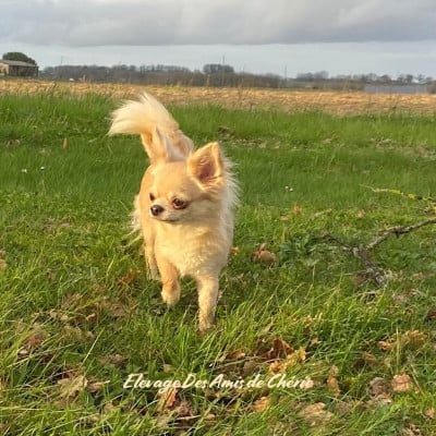 https://chiens-de-france.com/photo/chiens/2025_02/tn200/TN200_202608240142236a8b855f01eac.jpg