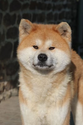T'koun'na go Des Fideles Akita Ken