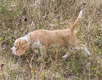 Venom de la vallée du grand loup