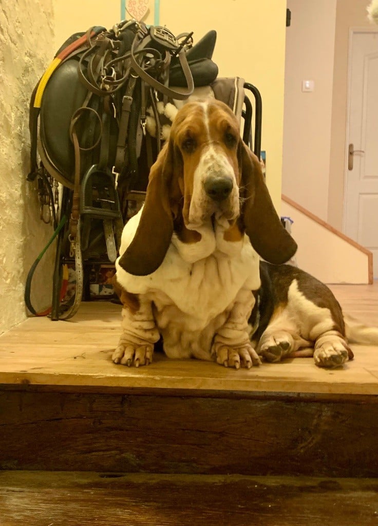 Les Basset Hound de l'affixe   Des Rêves D'Alannino