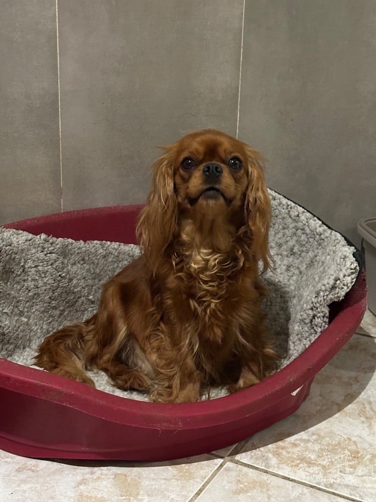 Les Cavalier King Charles Spaniel de l'affixe   du Royaume des Anges