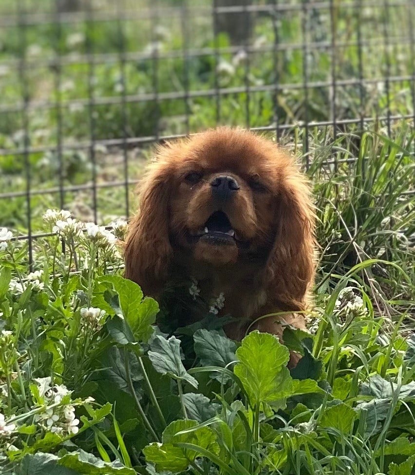 Chien - Vivo per lei Du Royaume De Victoria - Elevage Du Mas De Dixie ...