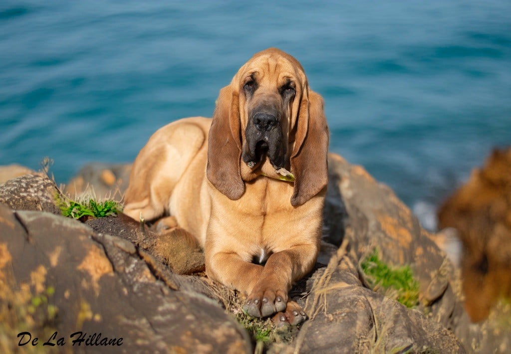 Les Chien de Saint-Hubert de l'affixe   Du Mas De La Hillane