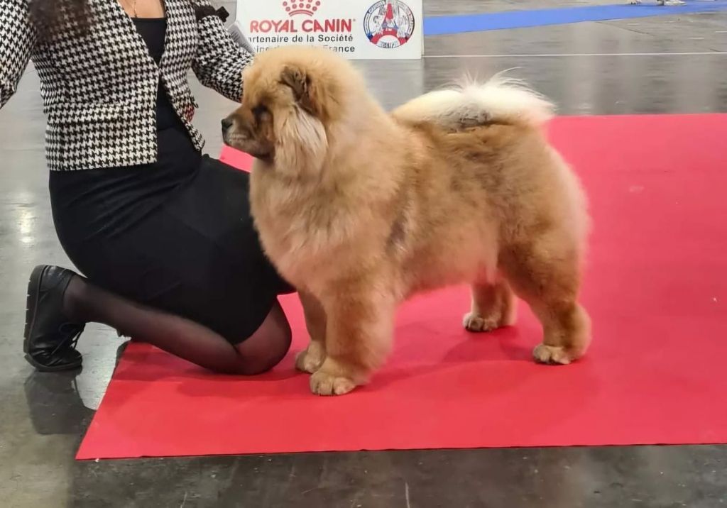 Les Chow Chow de l'affixe   Du Domaine De L'Eternel Filou