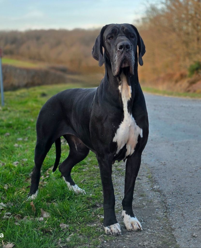 Les Dogue allemand de l'affixe   De L'Empire Du Mont Sombet