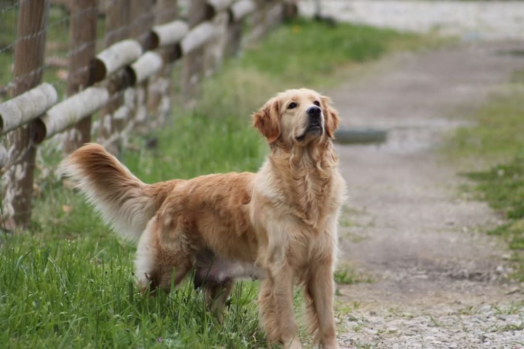 Les Golden Retriever de l'affixe   De La Forêt Ensorcelée