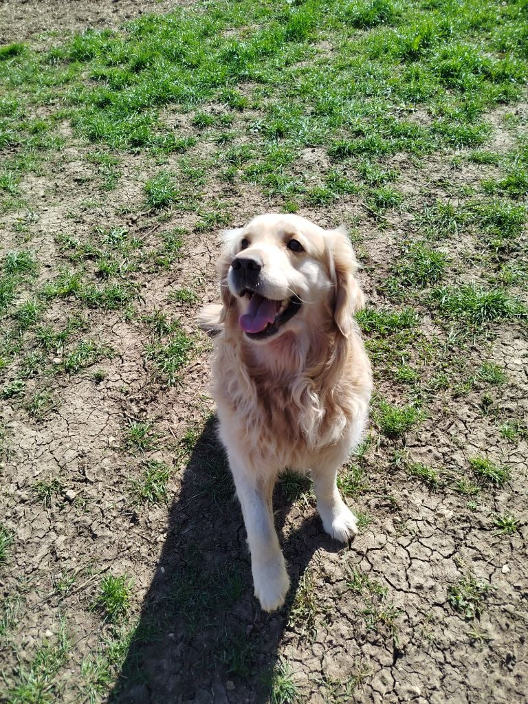 Les Golden Retriever de l'affixe   Du Bosquet De Betty