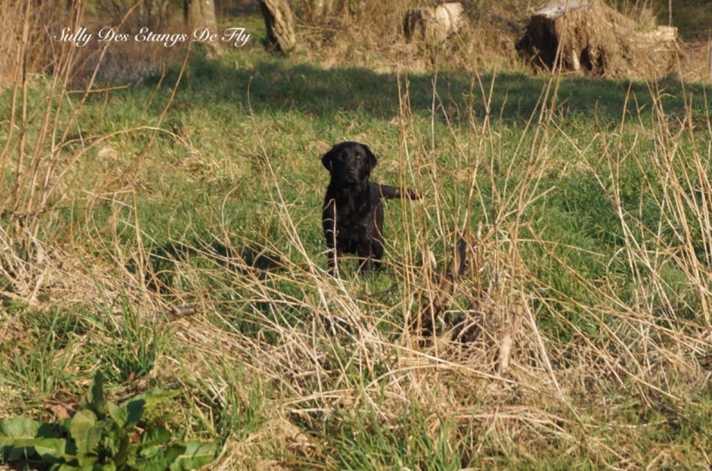 Les Labrador Retriever de l'affixe   des étangs de Fly