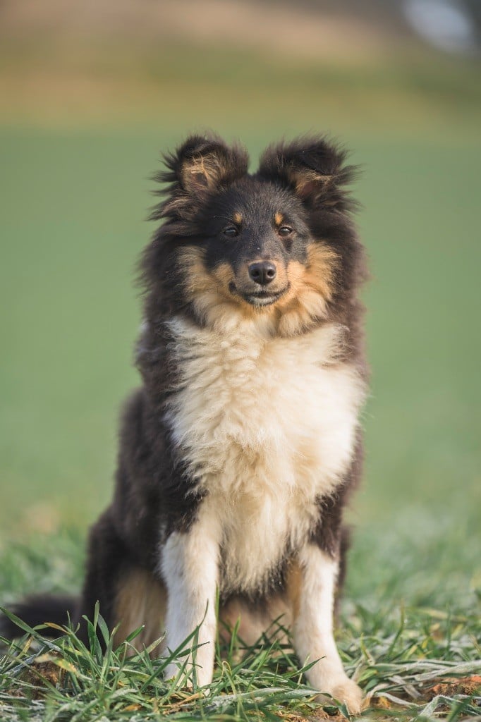 Les Shetland Sheepdog de l'affixe   De La Combe Des Bergers