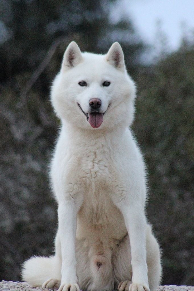 Les Siberian Husky de l'affixe   Of Masadora