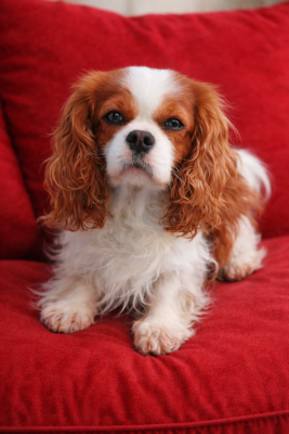 https://chiens-de-france.com/photo/chiens/2025_03/tn200/TN200_20260116125831696a27e763a6d.png