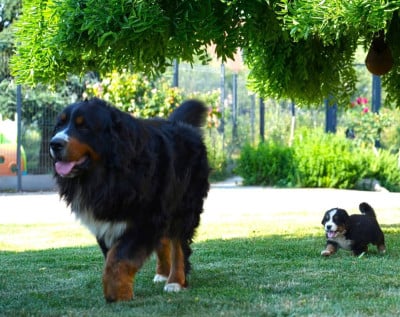 Tom du Domaine Lecordy du domaine Lecordy