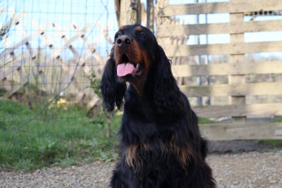 https://chiens-de-france.com/photo/chiens/2025_03/tn200/TN200_20260201121040697f34b0db023.jpg