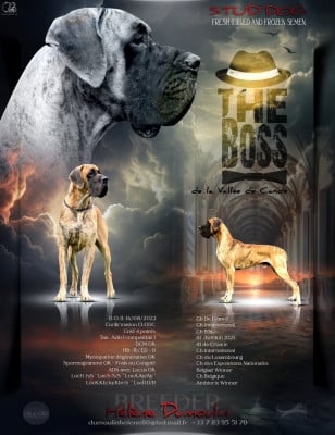 CH. the boss De la vallee de cande