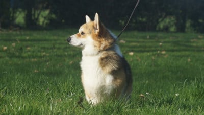 Waka waka woody Noroy Du Plessy