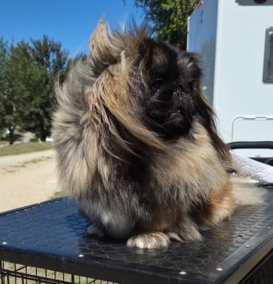 https://chiens-de-france.com/photo/chiens/2025_03/tn200/TN200_2026031908092769bba127429ea.jpg