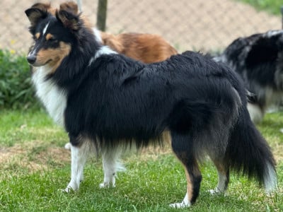 https://chiens-de-france.com/photo/chiens/2025_03/tn200/TN200_2026031922595269bc71d8e56cf.jpg
