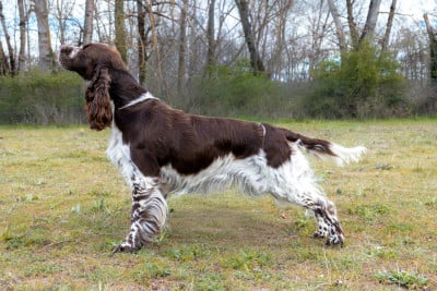 https://chiens-de-france.com/photo/chiens/2025_03/tn200/TN200_2026032314595369c1475984ecd.jpg