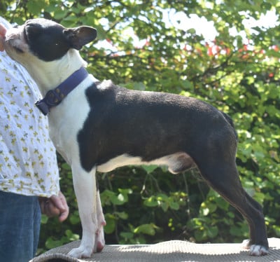 dv Ucciano de sabbia nera de mondella