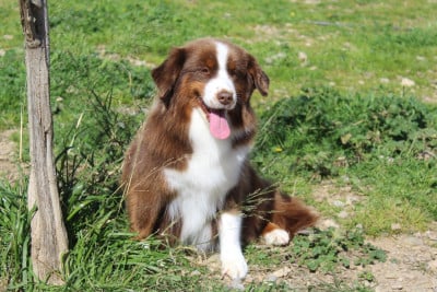 https://chiens-de-france.com/photo/chiens/2025_03/tn200/TN200_2026040116572869cd325832fe1.jpg