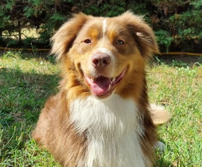 https://chiens-de-france.com/photo/chiens/2025_03/tn200/TN200_2026041318495769dd1eb574d34.jpg