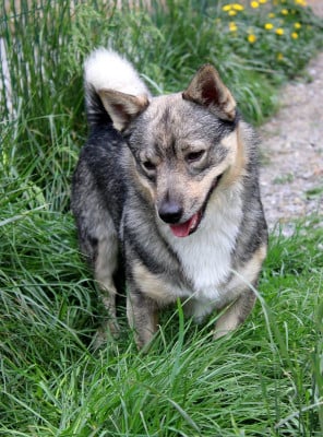 Update send on love de l'Ame des Loups