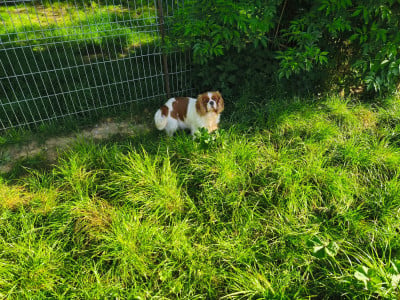 https://chiens-de-france.com/photo/chiens/2025_03/tn200/TN200_202606051546226a22d32eb3102.jpg