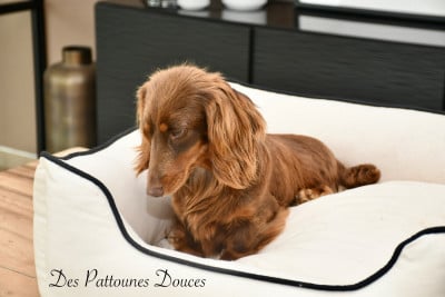 https://chiens-de-france.com/photo/chiens/2025_03/tn200/TN200_202606081055376a26838944d51.jpg