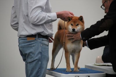 https://chiens-de-france.com/photo/chiens/2025_03/tn200/TN200_202608121513136a7c716985bc0.jpg