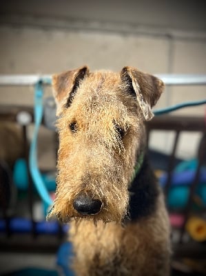 Ubac aka upson des Lauriers du Patis