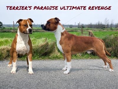 Terrier's Paradise Ultimate revenge