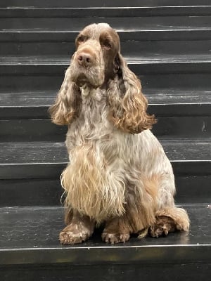 CH. TR. Prince of persia du Domaine de K?rarzic Vilin