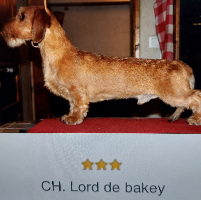 CH. Lorddebakey (Sans Affixe)