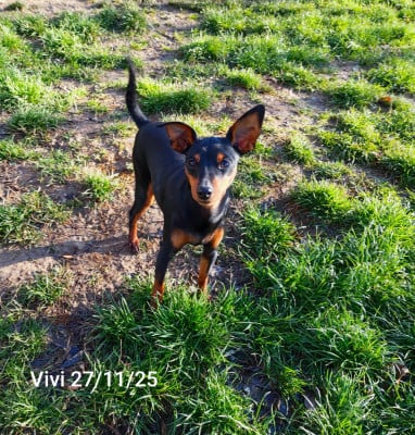 https://chiens-de-france.com/photo/chiens/2025_04/tn200/TN200_20251129221727692b62e717334.jpg