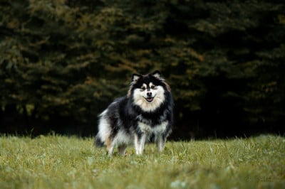 https://chiens-de-france.com/photo/chiens/2025_04/tn200/TN200_20251210120838693954b60c311.jpg