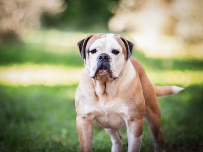 Unessy Des Brumes Du Luberon