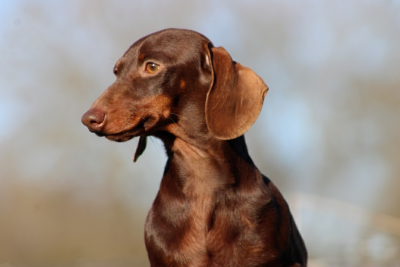 https://chiens-de-france.com/photo/chiens/2025_04/tn200/TN200_20260104235742695af0663967a.png