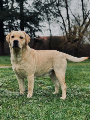 https://chiens-de-france.com/photo/chiens/2025_04/tn200/TN200_20260130133435697ca55b8984e.jpg