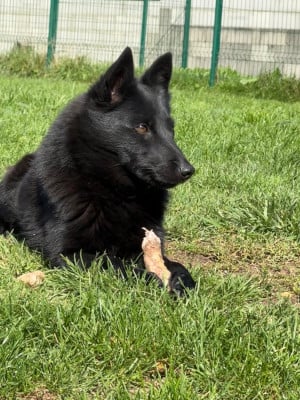 https://chiens-de-france.com/photo/chiens/2025_04/tn200/TN200_202602211430336999b3796728c.jpg