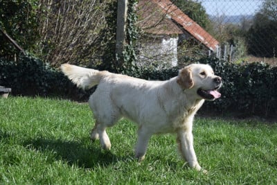 https://chiens-de-france.com/photo/chiens/2025_04/tn200/TN200_2026032820220669c82a5ee6986.jpg