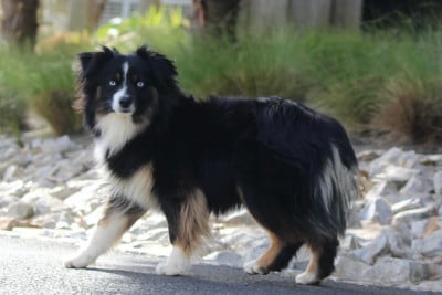 https://chiens-de-france.com/photo/chiens/2025_04/tn200/TN200_2026040914344669d79ce6403be.jpg