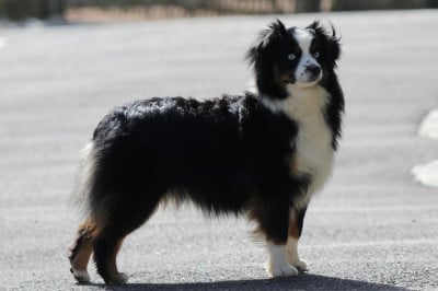https://chiens-de-france.com/photo/chiens/2025_04/tn200/TN200_2026040914352069d79d087d1fe.jpg
