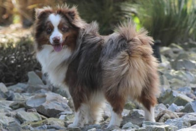 Voyageur-du-temps-ulysse des Romarins de Mayerling