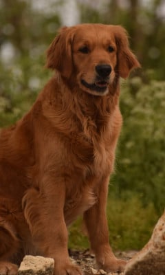 https://chiens-de-france.com/photo/chiens/2025_04/tn200/TN200_2026050310234469f70610951c9.jpg